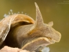 Freshwater snails and limpets (phylum Mollusca, class Gastropoda ...