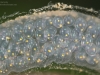 Freshwater snails and limpets (phylum Mollusca, class Gastropoda ...