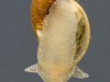 Freshwater snail (Lymnaeidae)