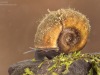 Great ramshorn snail (Planorbarius corneus)