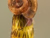 Ramshorn snail (Planorbidae)
