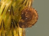 Nautilus ramshorn snail (Gyraulus crista)