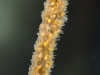 Freshwater sponge (Spongilla lacustris)