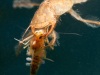 Great diving beetle larva (Dytiscus marginalis)