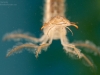 Great diving beetle larva (Dytiscus marginalis)