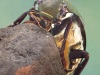 Great silver water beetle (Hydrophilus piceus)