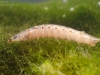 Horse fly larva (Tabanidae)