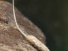 Hoverfly larva (Syrphidae)