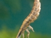 Lesser diving beetle larva (Acilius sulcatus)