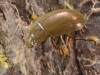 Lesser silver water beetle (Hydrochara caraboides)