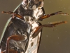 Lesser silver water beetle (Hydrochara caraboides)