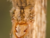 Lesser silver water beetle larva (Hydrochara caraboides)