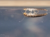 Marsh beetle larva (Scirtidae)