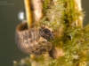 Marsh beetle larva (Scirtidae)
