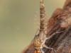 Minnow mayfly nymph (Baetis rhodani) male.