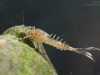 Minnow mayfly nymph (Baetis rhodani)