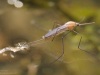 Emerging mosquito (Anopheles sp.)