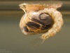 Mosquito pupa (Anopheles sp.)