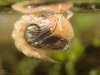 Mosquito pupa (Anopheles sp.)
