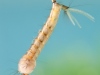 Mosquito larva (Culex sp.)