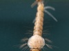 Mosquito larva and pupa (Culex sp.)
