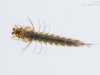 Mosquito larva (Culicidae)