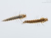 Mosquito larvae (Culicidae)