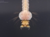 Mosquito larva (Culex sp.)