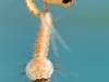 Mosquito larva and pupa (Culex sp.)
