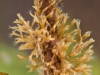 Moss animals (Plumatella fruticosa)