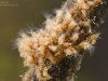 Moss animals (Plumatella repens)