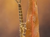 Damselfly nymph (Erythromma najas)