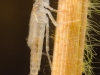 Narrow-winged damselfly nymph (Pyrrhosoma nymphula)