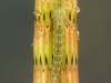 Narrow-winged damselfly nymph (Ischnura elegans)