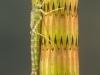 Narrow-winged damselfly nymph (Ischnura elegans)