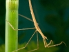 Needle bug nymph (Ranatra linearis)