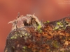 Net-spinning caddisfly larva (Hydropsychidae)