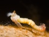 Non-biting midge larva (Chironomidae)