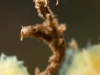 Non-biting midge larvae (Chironomidae, Rheotanytarsus)