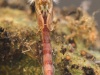 Non-biting midge pupa (Chironomidae)