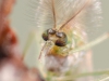 Non-biting midge (Chironomidae)