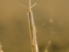 Phantom crane fly larva (Ptychoptera)