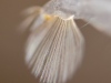 Phantom midge larva (Chaoboridae)