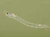 Phantom midge larva (Chaoboridae)