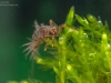 Prong-gilled mayfly nymph (Paraleptophlebia submarginata)
