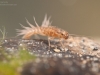 Prong-gilled mayfly nymph (Leptophlebiidae)