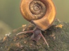 Ramshorn snail (Planorbis planorbis)