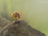Ramshorn snail (Planorbis planorbis)