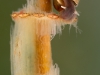 Freshwater snail (Planorbarius corneus) juvenil