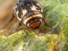 Diving beetle (Platambus maculatus)